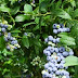 BLUEBERRY (Vaccinium)