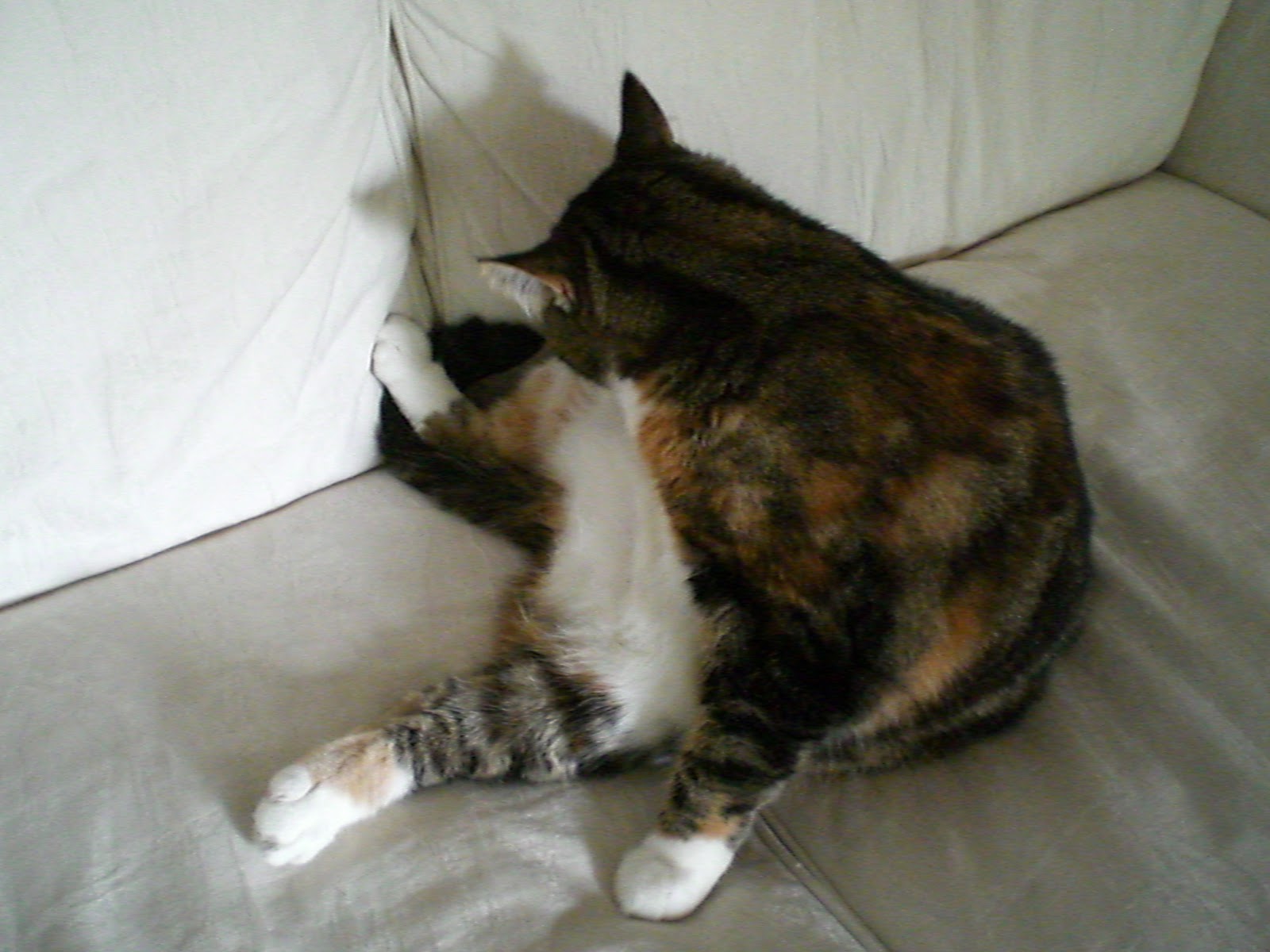 とらふぐノート やわらか動物