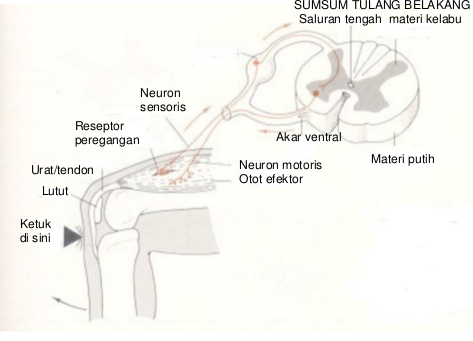 Diagram refleks lutut