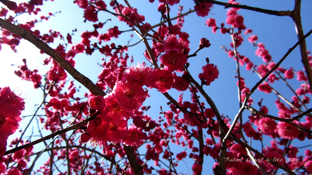 Ume at Kitano Tenman-gu