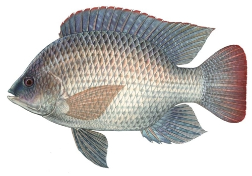 10 Ikan Konsumsi Air Payau Paling Sering di Makan Manusia