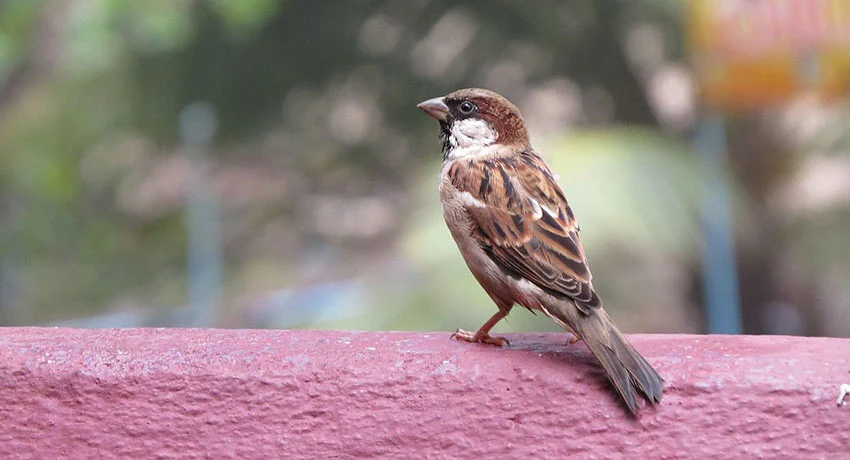 Beautiful Pictures of Sparrows - Babui, Woodpecker, Sparrow, Tuntuni, Bulbul, Beautiful Bird Pictures - birds - NeotericIT.com