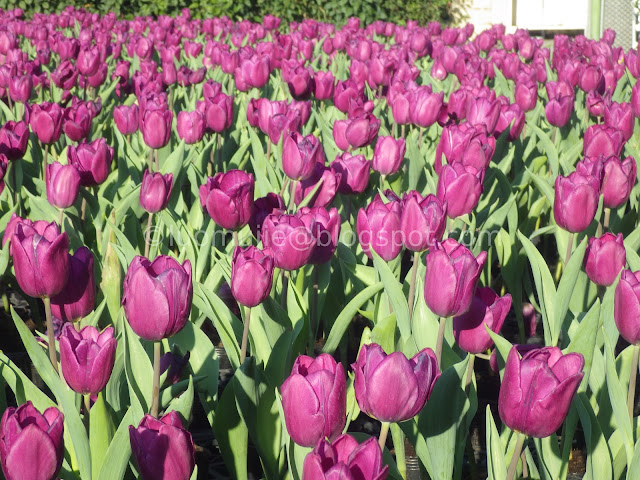 Zhongshe flower market taichung tulips