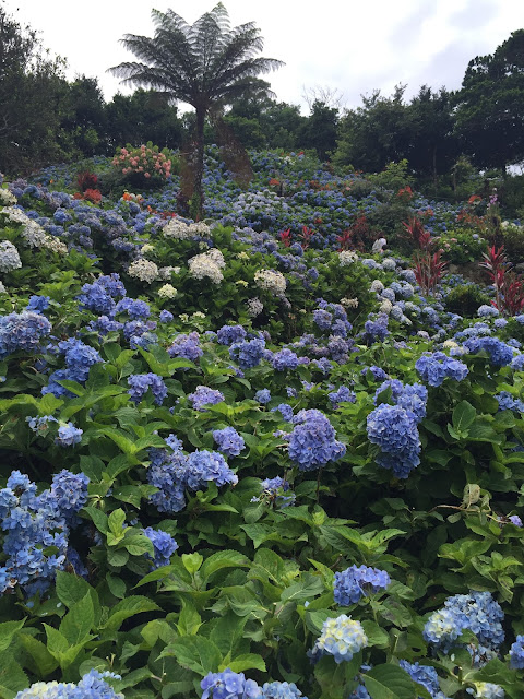 Yohena Ajisai (Hydrangea) garden contains over 10,000 hydrangea plants as far as the eye can see. It is easily accessible from route 84 not far past Pineapple Park.