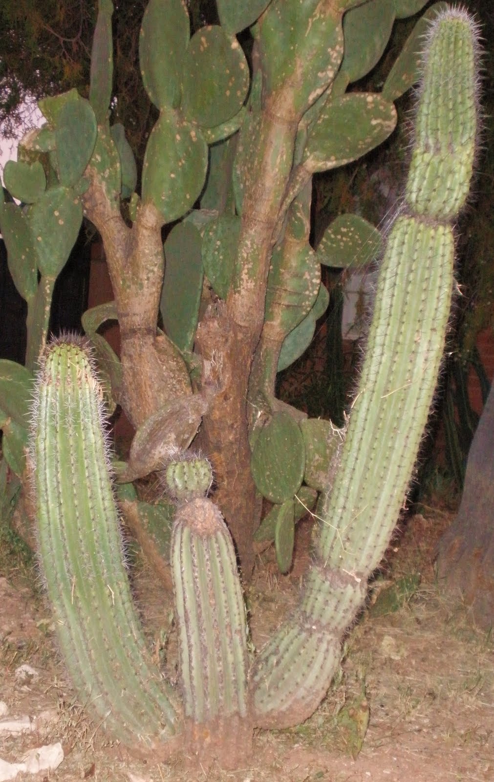 A desert landscape, and cactus