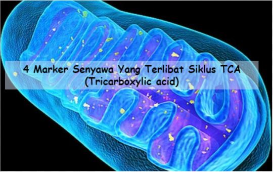 4 Marker Senyawa Yang Terlibat Siklus TCA (Tricarboxylic acid)