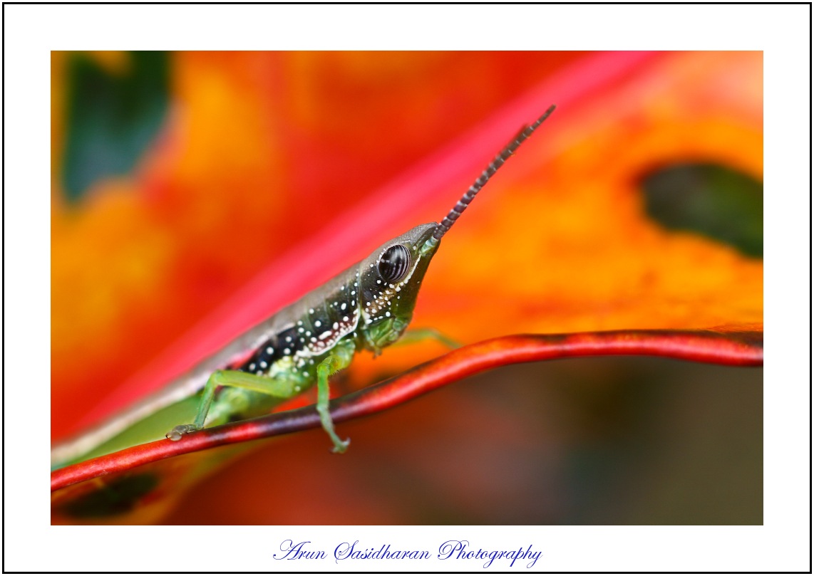  popular photo macro 