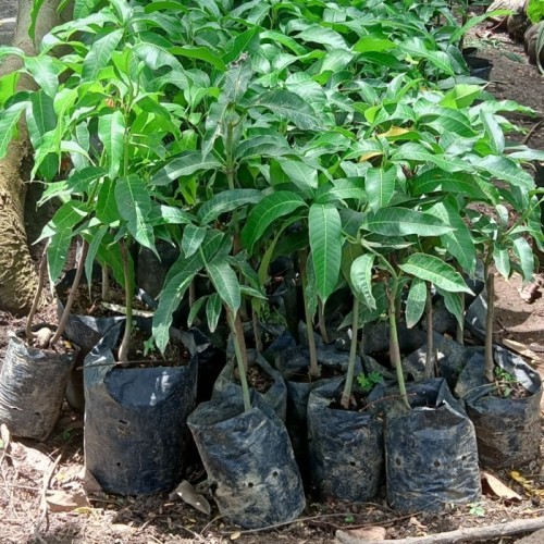 pohon mangga dogmai kontraktor tanaman Papua