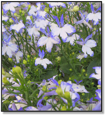 zweifarbige Lobelien, blau-weiß, hängend