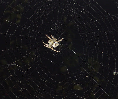 Halloween Spider Wallpaper