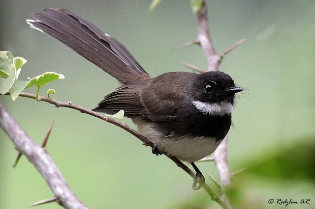 Pied Fantail at  Bougainvillea Tree - Murai Gila di Pokok Bunga Kertas