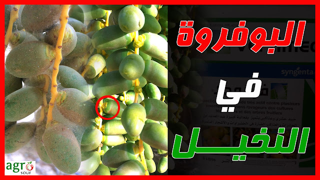 مكافحة العنكبوت الاحمر في النخيل