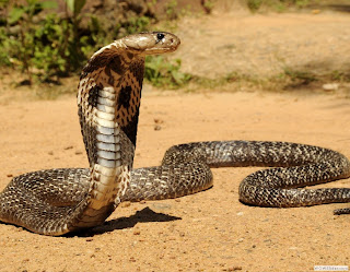 imagen de una cobra