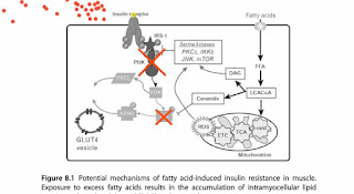 Insulin  1