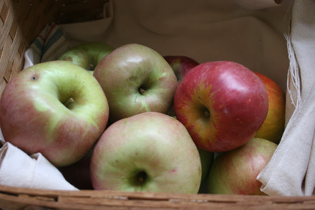 Heirloom apples in a basket