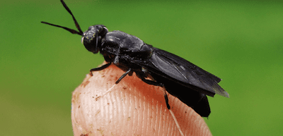 lalat Black Soldier Fly (BSF, Hermetia illucens)