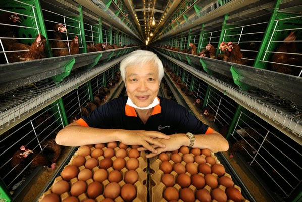 Bursa Dummy: Poultry Farming & Listed Companies In Malaysia
