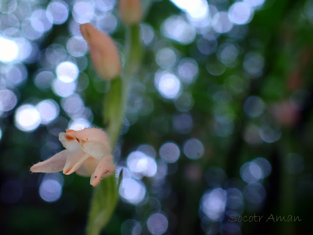 Goodyera schlechtendaliana