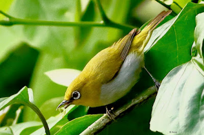 Indian White-eye