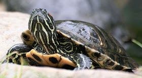 Reptiland, Allenwood PA : Pond Slider turtle :: All Pretty Things