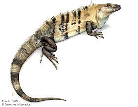 iguana negra Ctenosaura similis