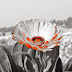 Marigold Flower, original effect from Nikon Coolpix P600