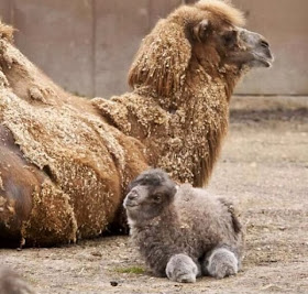 Funny animals of the week - 21 February 2014 (40 pics), baby llama and mommy