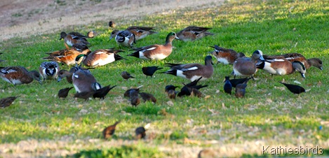 17. widgeons-kab