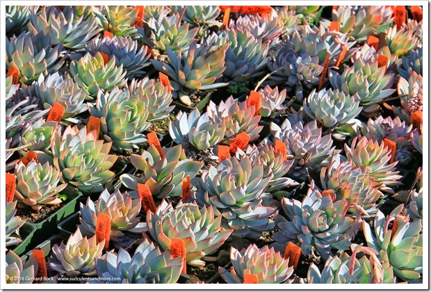 160206_Annies_020_Echeveria-peacockii