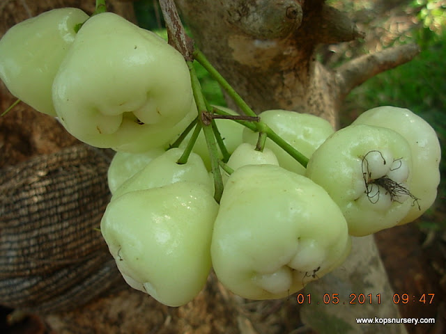  watery rose apple