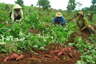 kỹ thuật trồng rau lang, cách trồng rau lang, rau lang ngon,