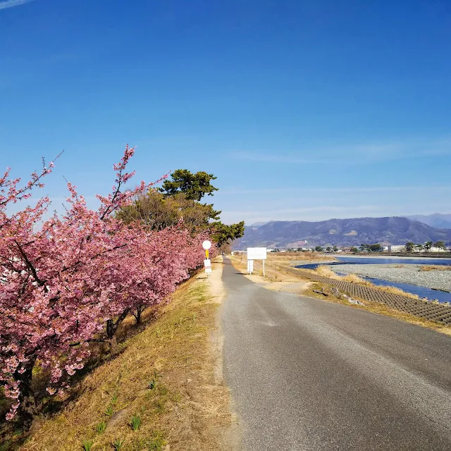 酒匂川サイクリングロード　河津桜