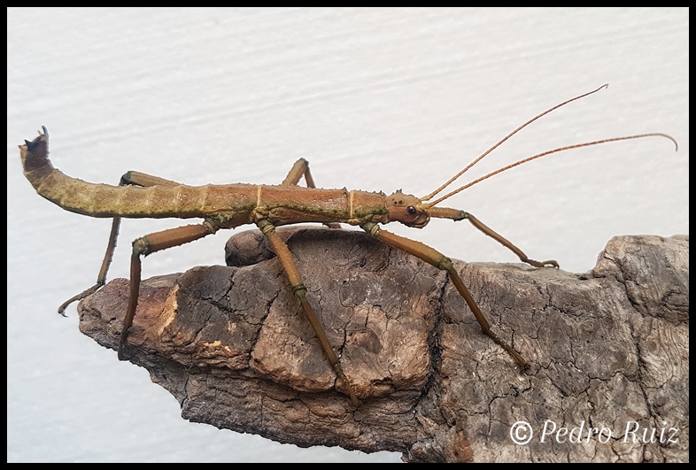 Macho adulto de Eurycantha insularis, 8 cm de longitud