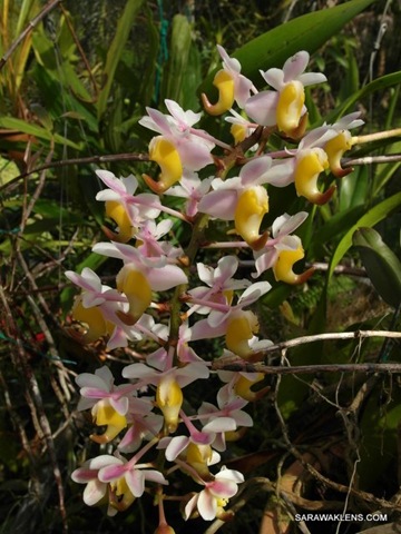 Aerides_odorata