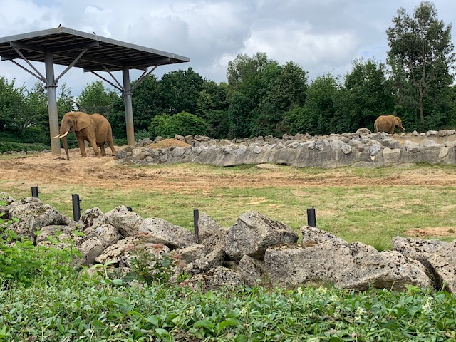 Elephants in grassland, at Colchester Zoo