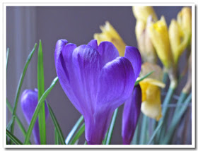 Vårblommor 3