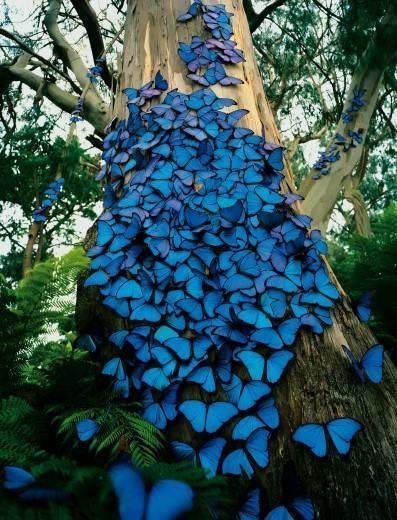 The touch of a butterfly (fibromyalgia)