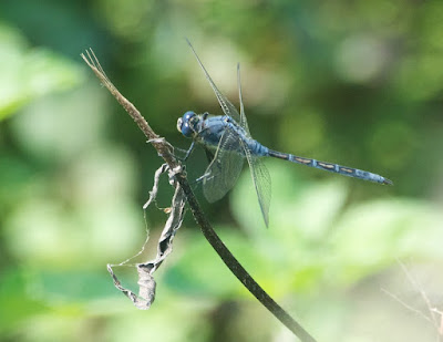 Long Skimmer (Orthetrum trinacria)