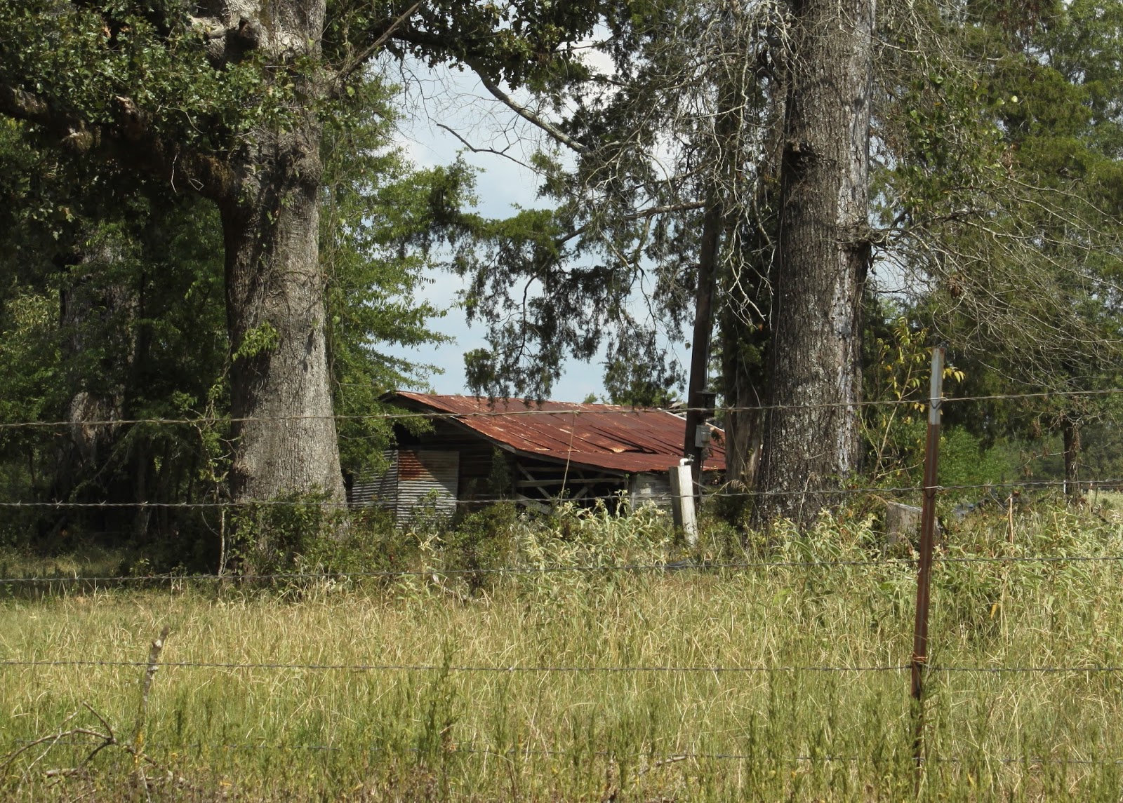 Texas Thru My Back Door: Raising Cane in East Texas