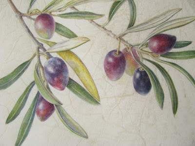 Olea europea, olive painting on vellum Shevaun Doherty