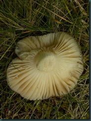DSCN2915
