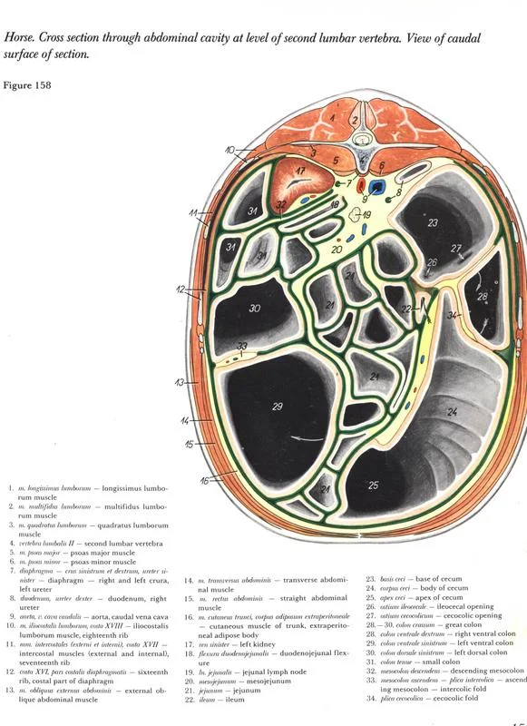 horse-cross-section-through-abdominal-cavity-level-sixteenth-thoracic-vertebra-caudal-section-pdf-popesko-vetarq-anatomia-veterinaria