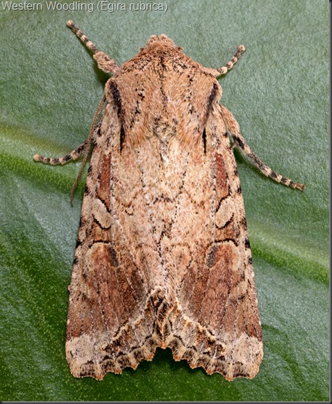 Egira rubrica