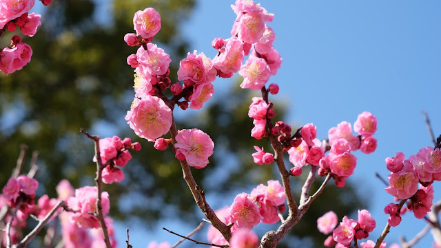 梅の花