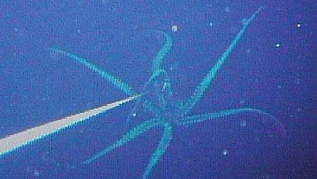 Kraken Legenda Dari Laut - Penampakan hantu