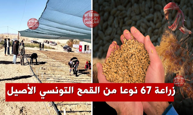 بعضها-لم-يزرع-منذ-أكثر-من-100-سنة-انطلاق-عملية-إحياء-و-زراعة-67-نوعًا-من-القمح-التونسي-الأصيل-فيديو)