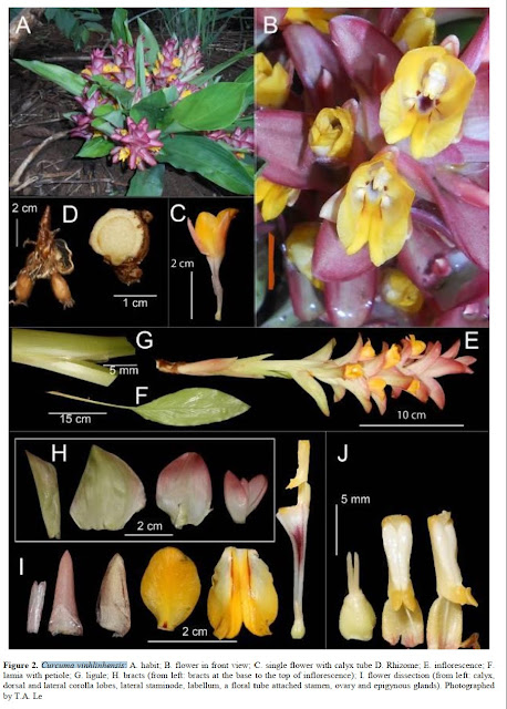 Curcuma vinhlinhensis D.D.Nguyen & T.A.Le