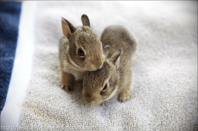 Two bunnies.