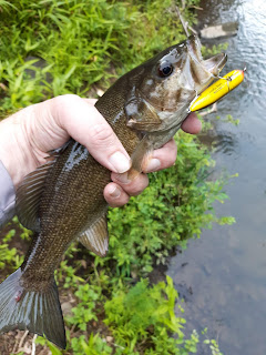 maryland smallmouth