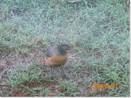 robin outside our dining room window